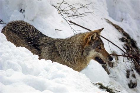 Buona La Salute Del Parco La Conferma Viene Dalla Ricerca In Corso Sul