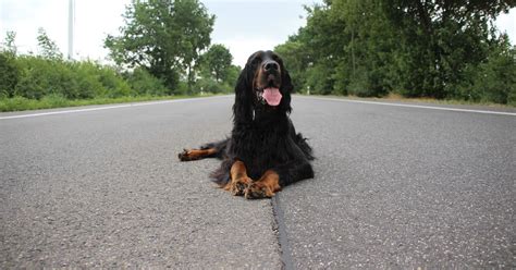 Cuccioli Di Setter Gordon Carattere E Cosa Occorre Sapere