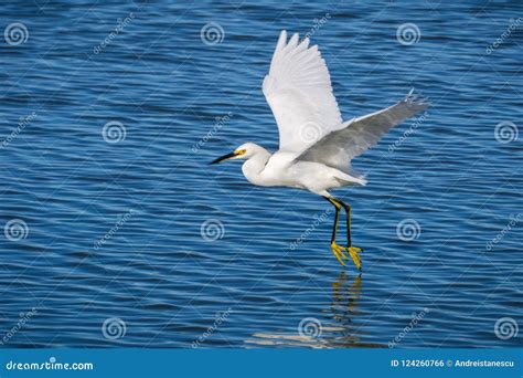 Flying White egret stock photo. Image of lake, flight - 124260766