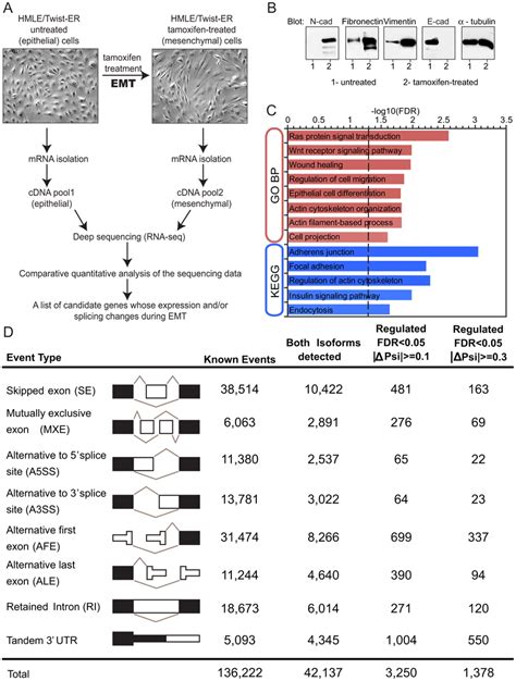 Alternative MRNA Isoform Expression In EMT A Schematics Of The In