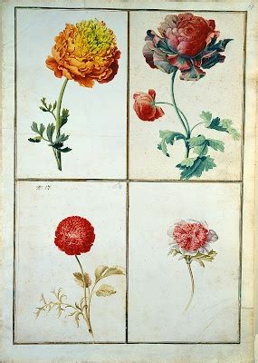 Flowers From Karlsruher Tulpenbuch Illustration Blume Botanische