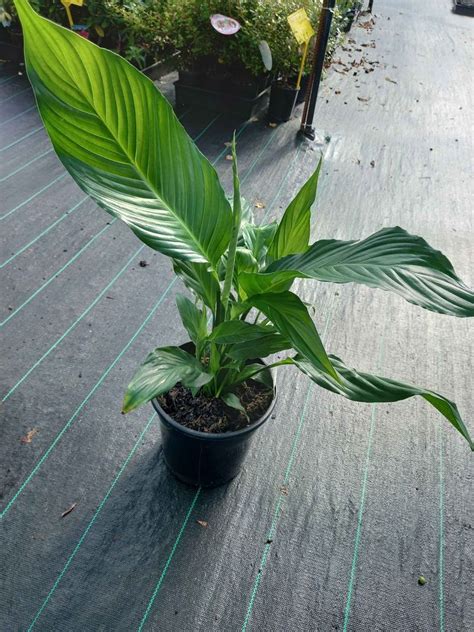 Peace Lily In Mm Pot Canberra Nursery Garden Centre