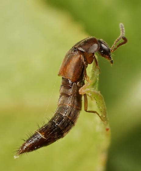 Coleoptera Oxypoda BugGuide Net