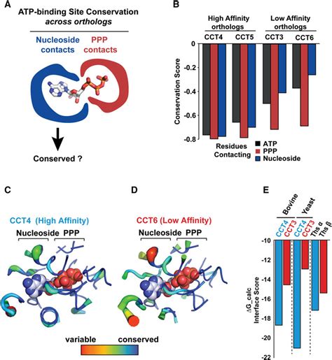 Evolutionary Conservation And Energetics Of Orthologous TRiC CCT