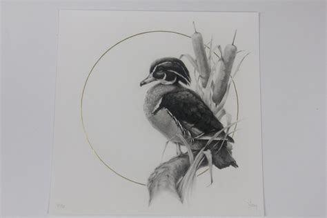 Wood Duck Sketch at PaintingValley.com | Explore collection of Wood ...