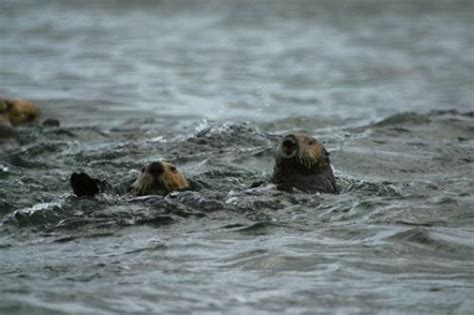 Endangered Mammals | Photo, Information