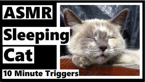 ASMR Sleeping Cat – 10 Minute Triggers « Darlene Michaud