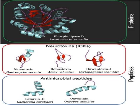 Figure 5 from The Effect of Latrodectus Venom and its Proteomic ...