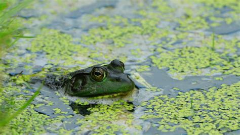 7 Especies Invasoras Causan Daño En América Latina Noticieros Televisa