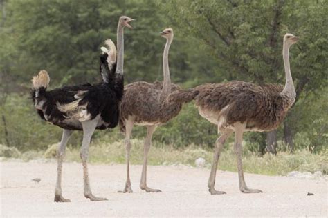 Aves Que No Vuelan Caracter Sticas Y Ejemplos