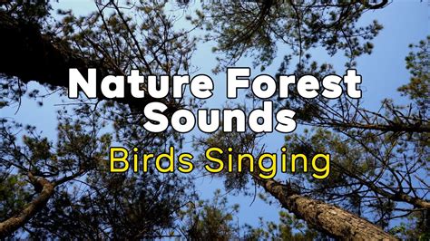 Nature Forest Sounds Birds Singing Hour Sleeping Relaxation