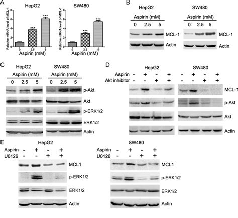 Aspirin Induces Akt And ERK1 2 Phosphorylation And Up Regulates MCL 1