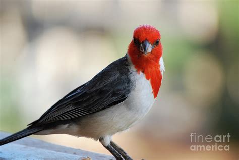 Red Headed Cardinal Bird Standing on a Railing Photograph by DejaVu Designs | Fine Art America