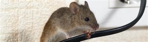 Your Rodent Repellent Guide Tips For Keeping Rats And Mice Away From Electrical Wires Hawx