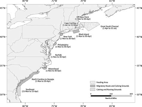 Extinction Looms For North Atlantic Right Whales