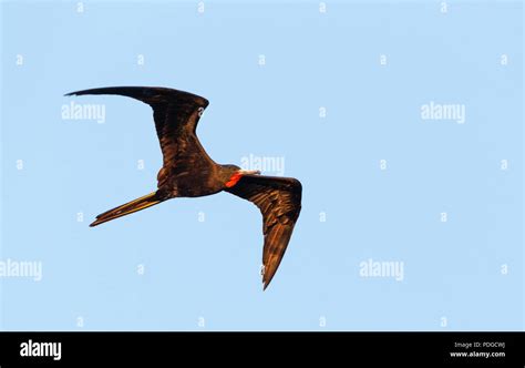 magnificent frigate bird flying Stock Photo - Alamy