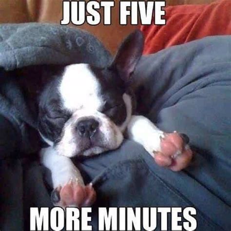 Funniest French Bulldog Memes - K9nerds.com