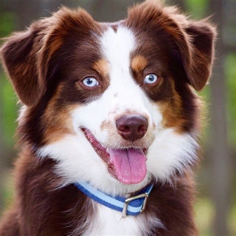 australian shepherd tri color blue eyes - Nieves Tipton