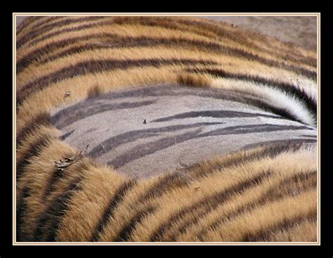 Not only do tigers have striped fur, their skin is also striped and no ...