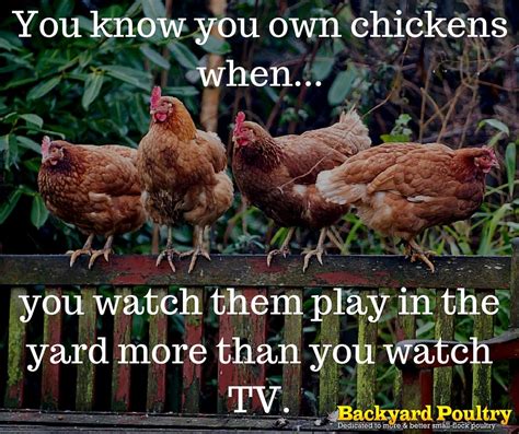 Funny Chicken Quotes And Sayings ShortQuotes Cc