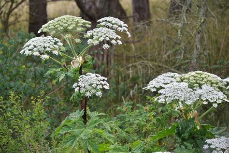 Riesen Bärenklau Heracleum Mantegazzianum phototoxische Pflanze aus