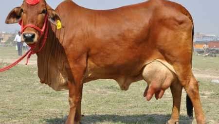 Healthy Gir Cow at 85000.00 INR in Hubli, Karnataka | Rk Enterprise