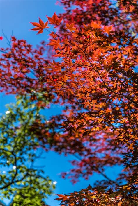 Red Leaves in Japan stock image. Image of natural, beautiful - 123992065