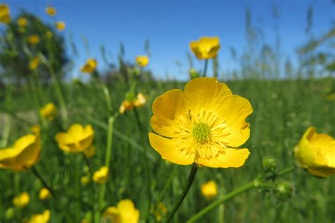 Hahnenfu Giftig F R Mensch Tier Arten Symptome