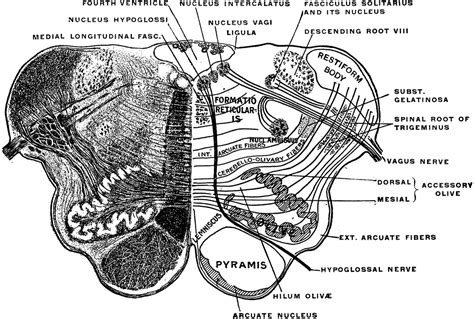 grays- medulla | Neurology, Medical, Neuro