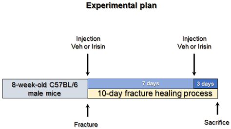 IJMS Free Full Text Irisin Modulates Inflammatory Angiogenic And