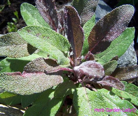 Herbs As Edible Plants To Grow In Your Vegetable Garden