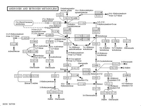 Definition Androgen And Estrogen Metabolism Reference Pathway