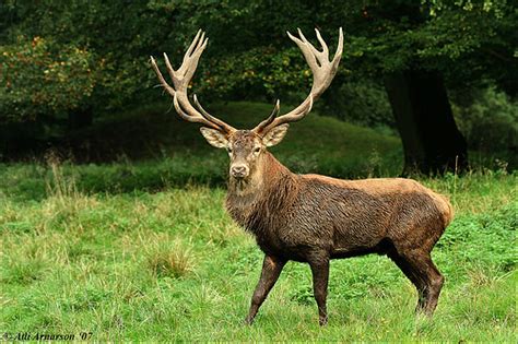 Cervus Elaphus Iv European Red Deer Cervus Elaphus In Jæ Flickr