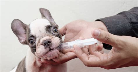 Meloxidyl Dosage Chart for Dogs: Risks, Side Effects, Dosage, and More - A-Z Animals