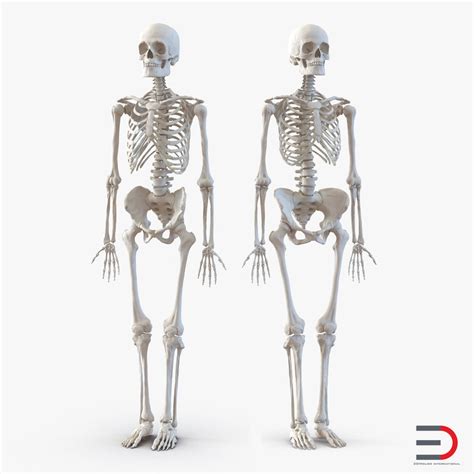 Human Bone Anatomy Female / Human Female Anatomy - Body, Muscles ...