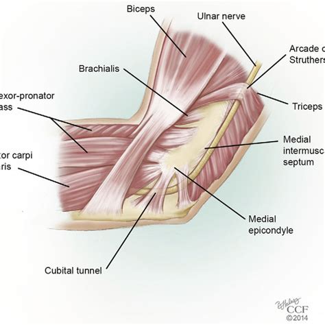 Photograph Illustrating The Valgus Extension Overload Test The Elbow Download Scientific