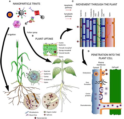 Frontiers Interaction Of Nanomaterials With Plants What Do We Need