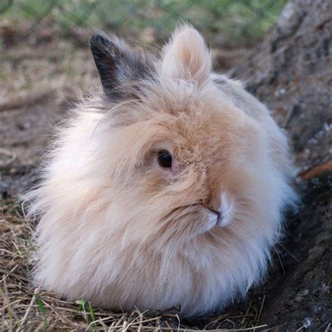 grooming long haired rabbits