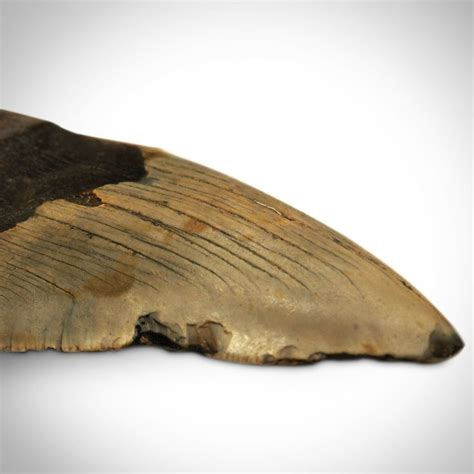 Megalodon Authentic Fossilized 5-7'' Huge Tooth // Museum Display | Megalodon, Museum displays ...