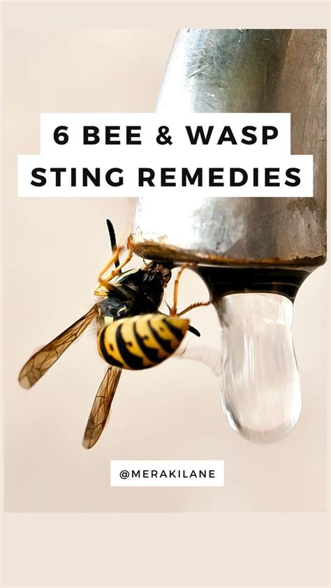 6 Bee & Wasp Sting Remedies