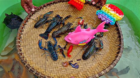 Mancing Ikan Cupang Dikolam Ikan Lele Ikan Hias Ikan Mas Ikan Koi