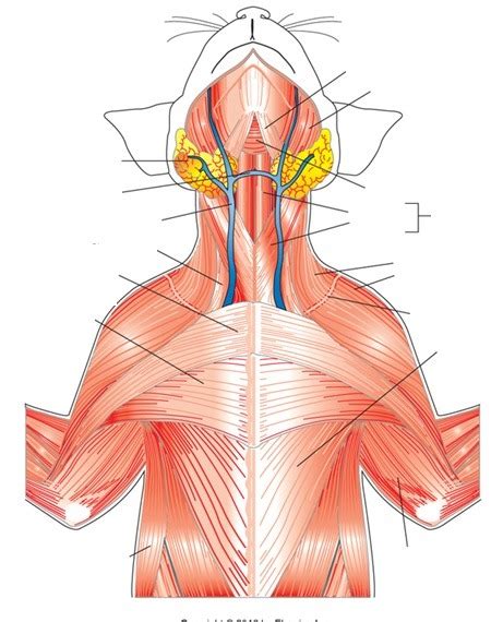 identification of superficial and thoracic region muscles Diagram | Quizlet