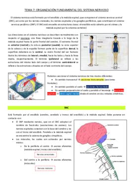 Tema Organizaci N Fundamental Del Sistema Nervioso Pdf