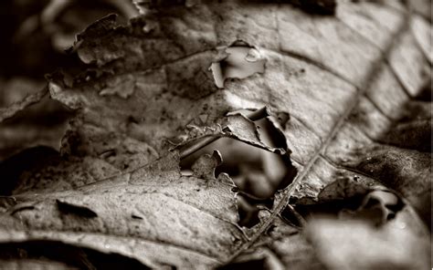 Fondos De Pantalla Monocromo Naturaleza Invierno Fotograf A