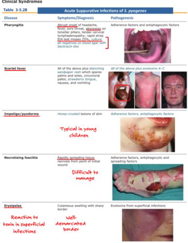 SGU SOM T4 Skin Muscle Bone Infections III Flashcards Quizlet