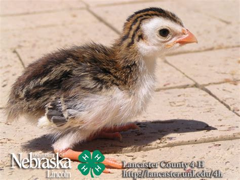 Guinea Fowl Lancaster County 4 H Guineafowl Nebraska Extension In