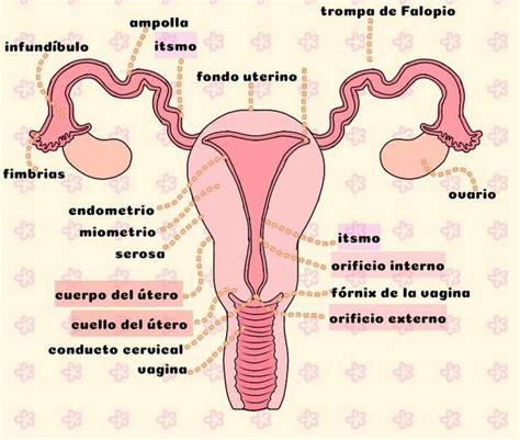 Aparato reproductor femenino rompecabezas en línea