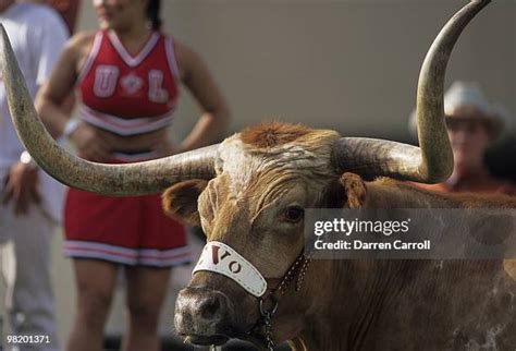 390 Texas Bevo Stock Photos High Res Pictures And Images Getty Images