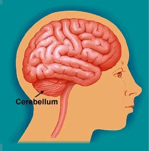 Functions of Cerebellum