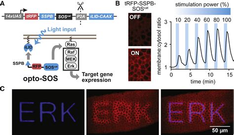 The Spatiotemporal Limits Of Developmental Erk Signaling Developmental